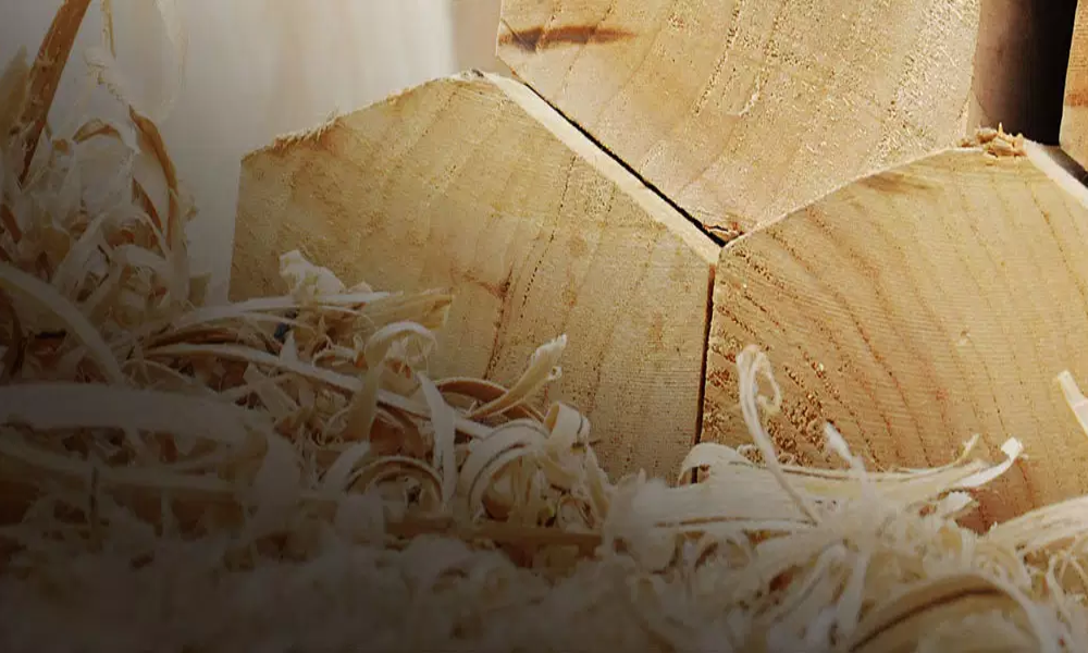 The AS Cricket Guide to Cricket Bat Care: Oiling, Knocking, and Beyond